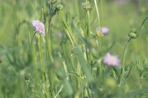 Field scabious (Knautia arvensis) flowering in our home wildflower meadow