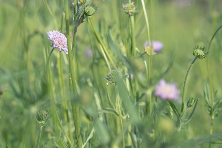 Field scabious (Knautia arvensis) flowering in our home wildflower meadow
