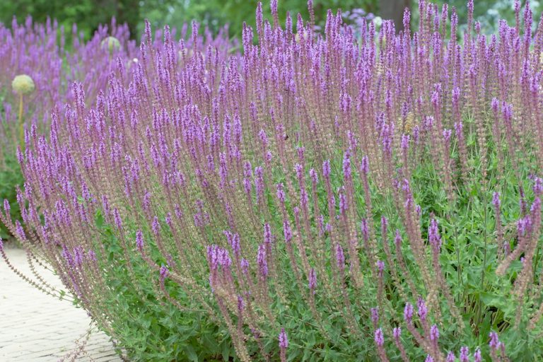 Photo of Salvia nemorosa 'Amethyst' (wood sage) flowering