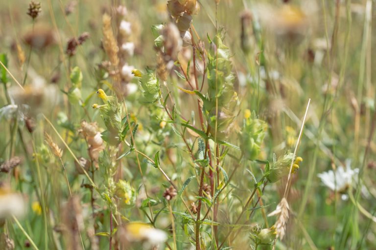 Yellow rattle (Rhinanthus minor) parasitising grass in a wildflower meadow.
