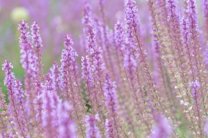 Photo of Salvia nemorosa 'Amethyst' flowers (wood sage)