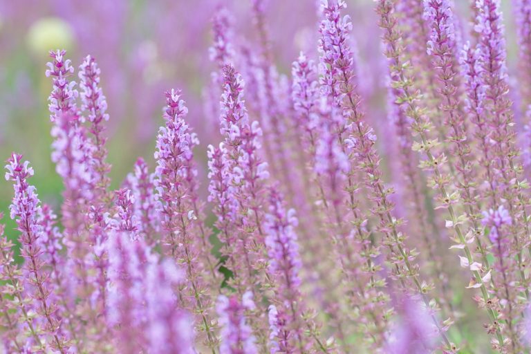 Photo of Salvia nemorosa 'Amethyst' flowers (wood sage)
