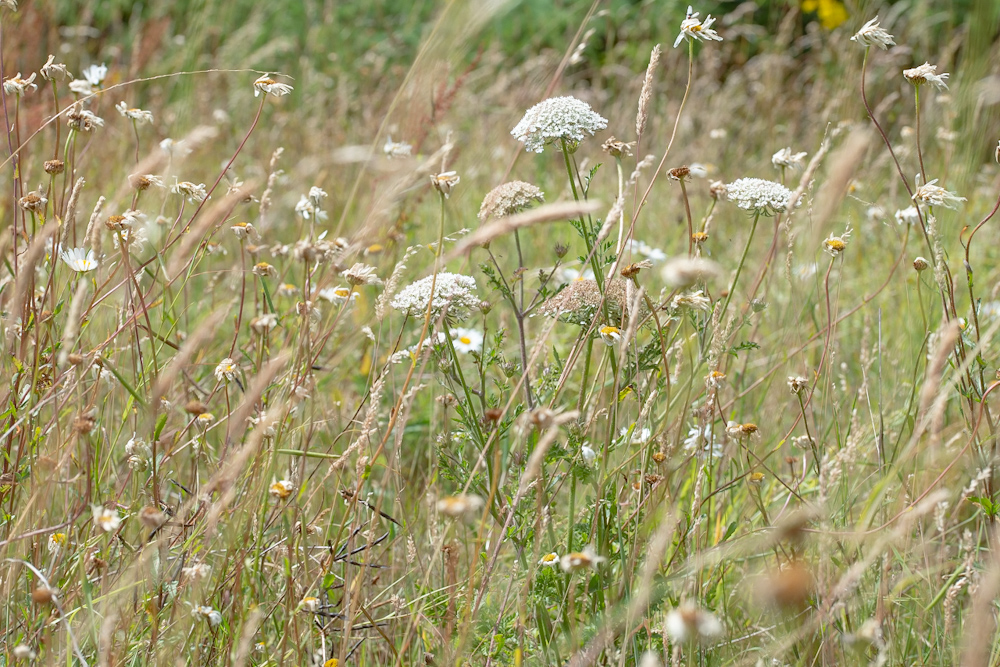 Read more about the article Rare wild orchids growing in home gardens