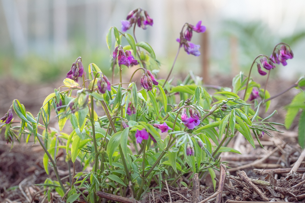 Read more about the article Early spring garden update