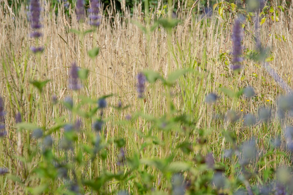 Read more about the article Our home wildflower meadow in May