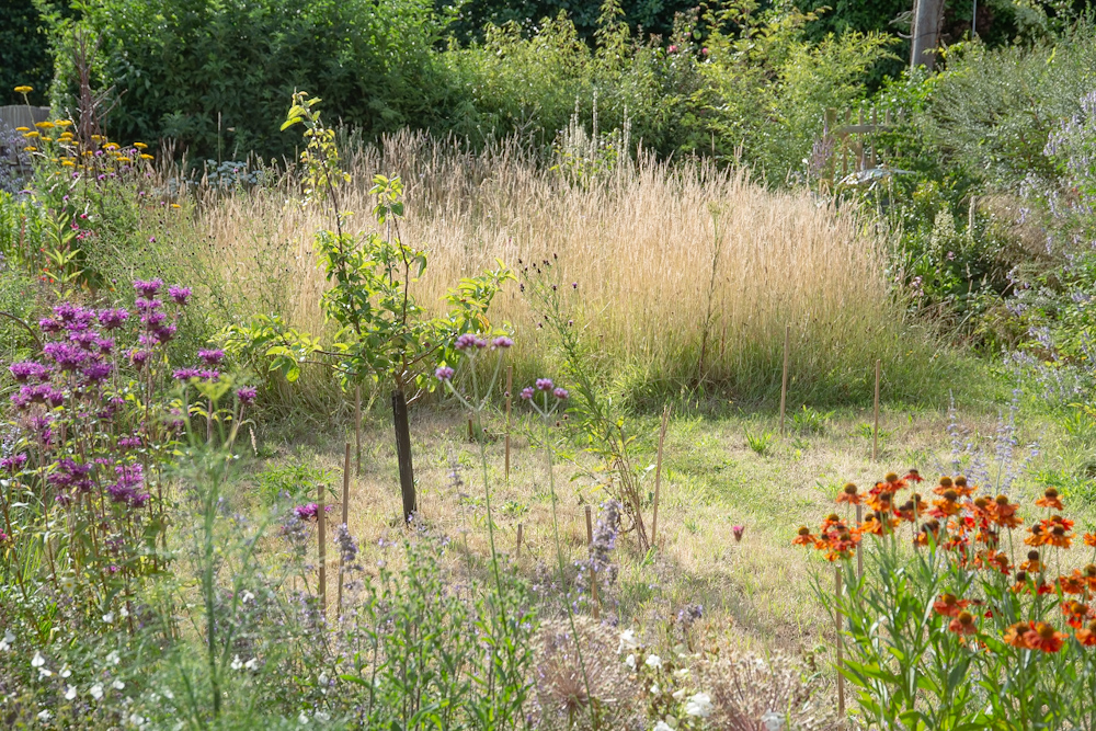 Read more about the article Cutting down a meadow in late June