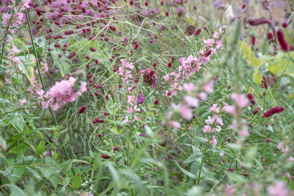 Read more about the article Beautiful plants that flower in July