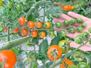 Tomato 'Sungold' is very resistant to blossom end rot