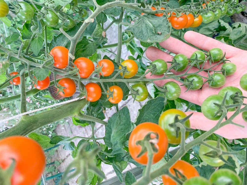 Read more about the article Blossom end rot on tomatoes