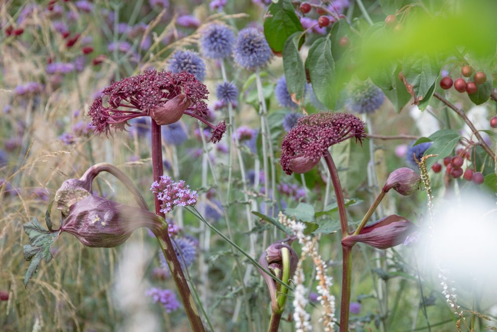 Read more about the article Late August in the naturalistic garden