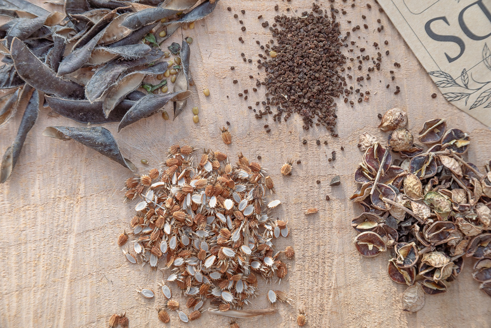 Read more about the article How to save seeds and store them