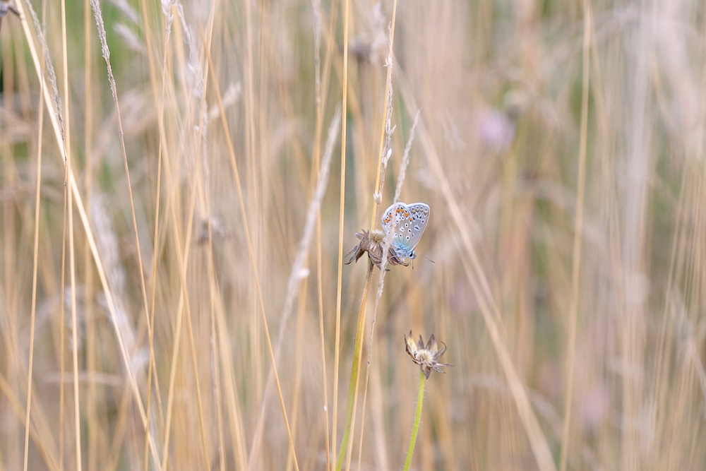 Read more about the article Cutting your wildflower meadow (and why it’s so important)