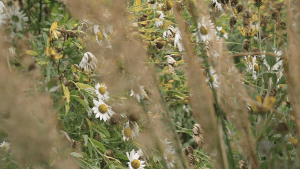 Photo of the late flowering ox-eye daisy
