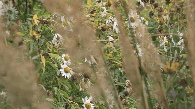 Photo of the late flowering ox-eye daisy
