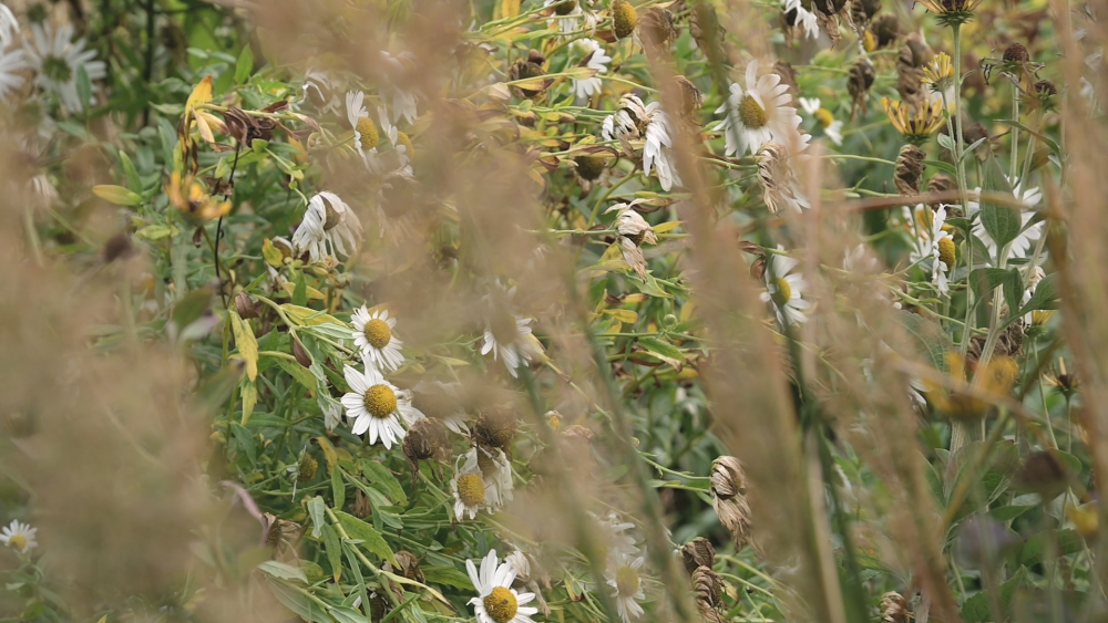 Read more about the article Autumn in the naturalistic garden (plant ideas)