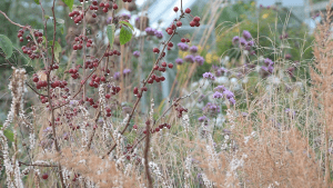 A photo of a naturalistic border