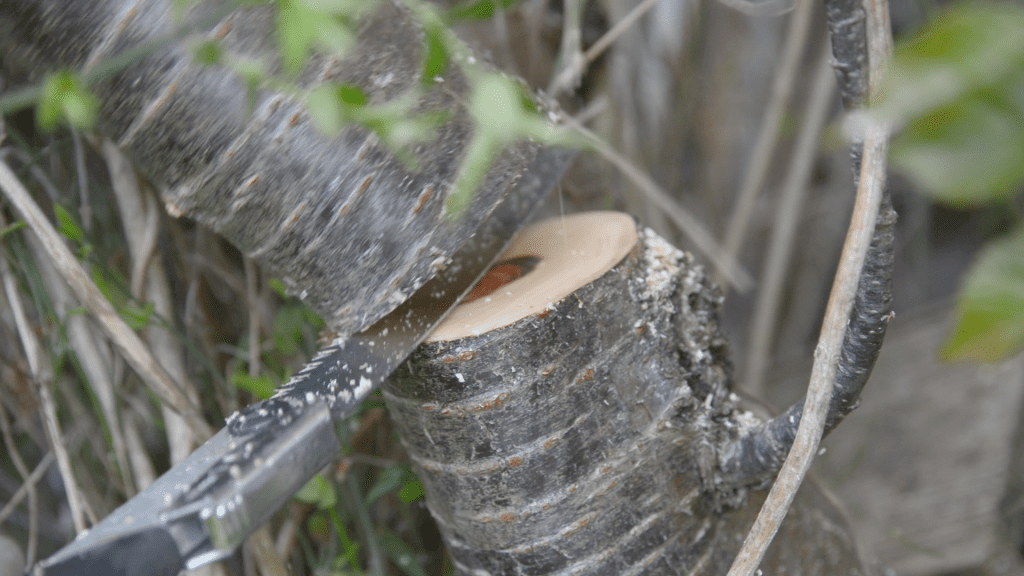 A photo of Joe Vary coppicing a cherry tree