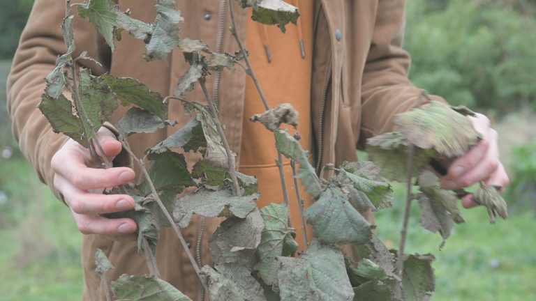 A photo of Joe Vary inspecting bare root hazel