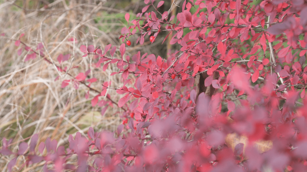 A photo of a red leaved Berberis thunbergii