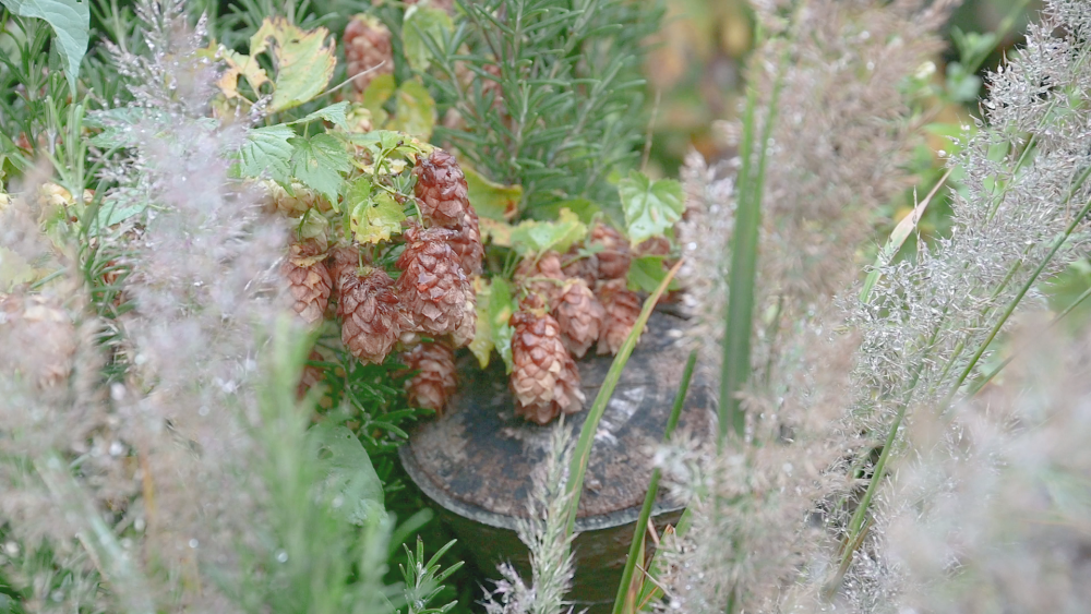 Common hops growing on a log pile next to grasses with fluffy seed heads.