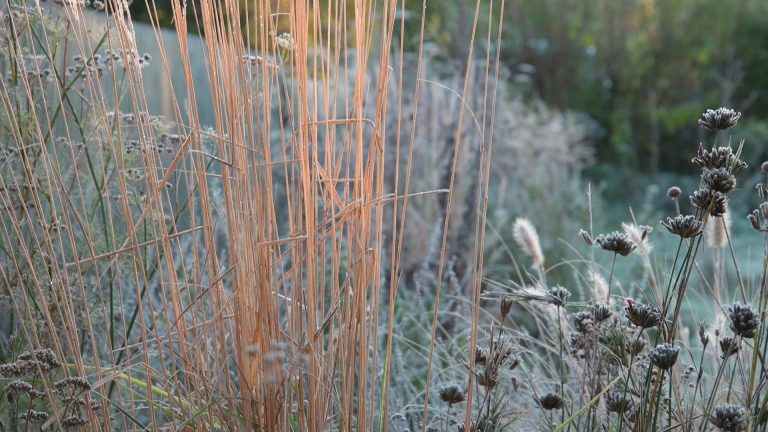 Photo of Calamagrostis x acutiflora 'Karl Foerster'. An ornamental grass.