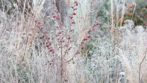 Read more about the article Magical winter garden interest