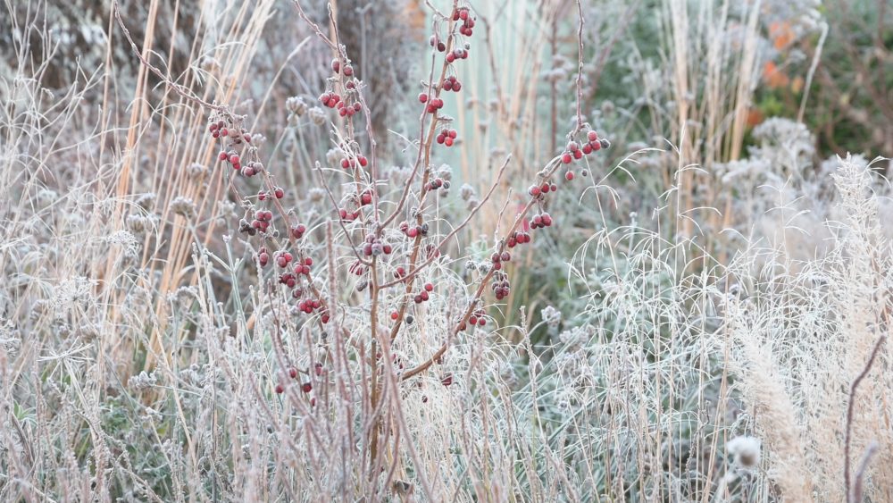 Read more about the article Magical winter garden interest
