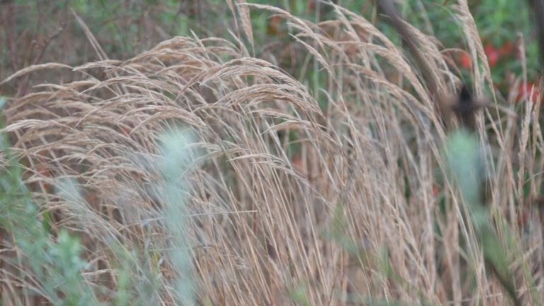 Photo of Stipa calamagrostis. An ornamental grass.