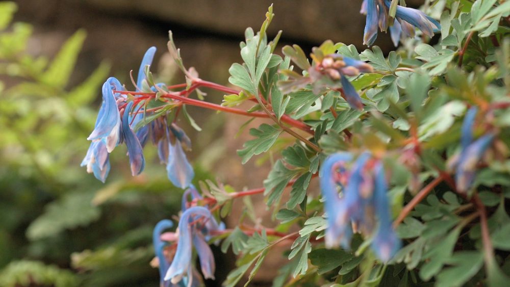 Read more about the article Brilliant early spring garden plants