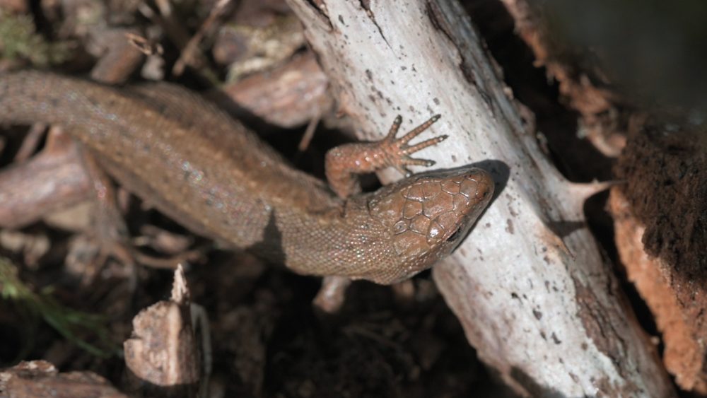 Read more about the article Log piles for lizards