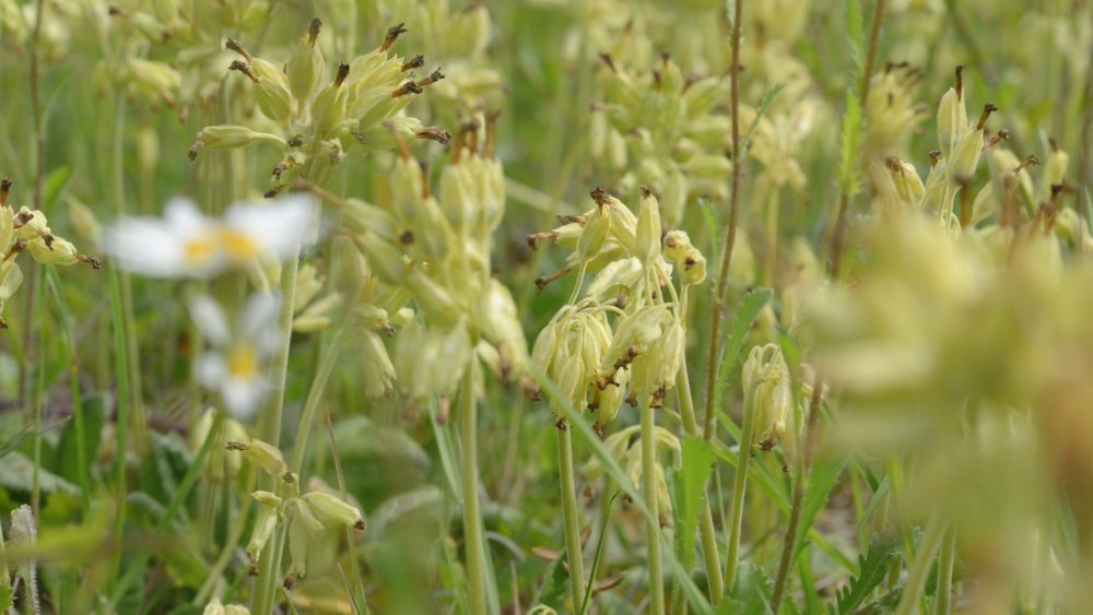 Read more about the article Planting wildflowers in your meadow is easy