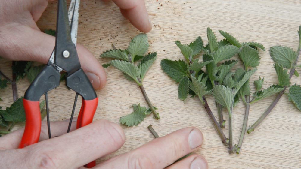 Read more about the article How to take cuttings: Build a dense, naturalistic garden for less